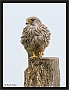 torenvalk _MG_0139